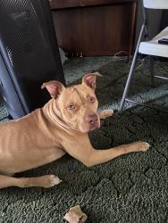Lost Male Dog last seen NE 105th ave bronson florida, East Bronson, FL 32621