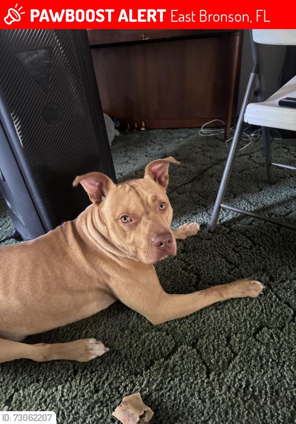 Lost Male Dog last seen NE 105th ave bronson florida, East Bronson, FL 32621