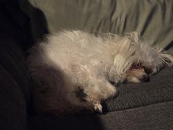 Lost Female Dog last seen Pine and highland, Pueblo, CO 81004