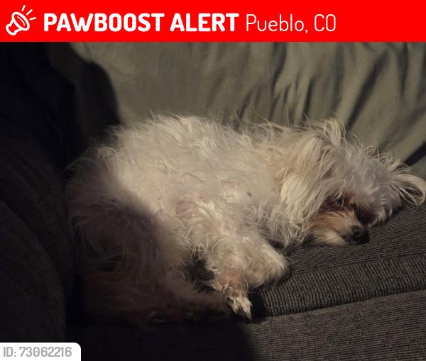 Lost Female Dog last seen Pine and highland, Pueblo, CO 81004