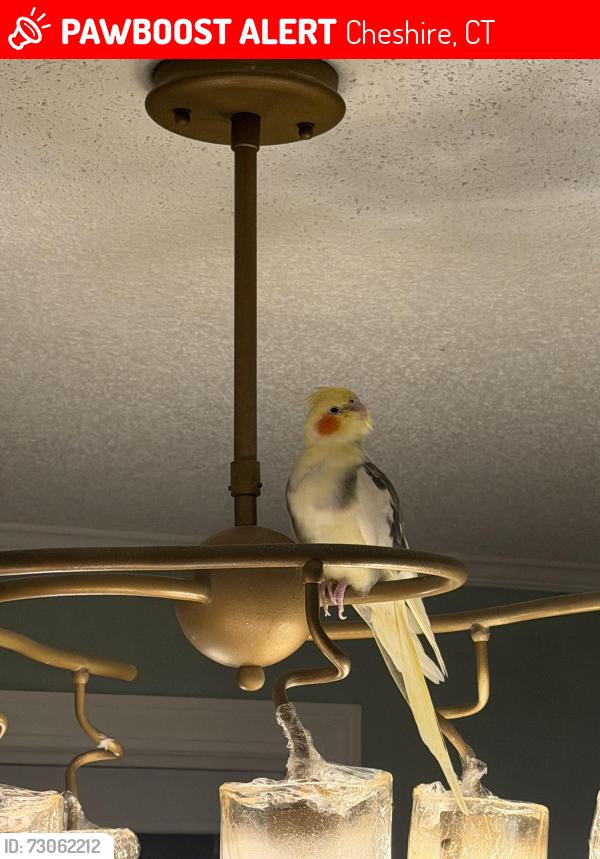 Lost Female Bird last seen Sorghum Mill Drive, Cheshire, CT 06410