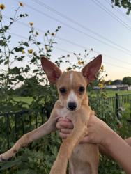 Found/Stray Male Dog last seen Near, Grand Prairie, TX 75052
