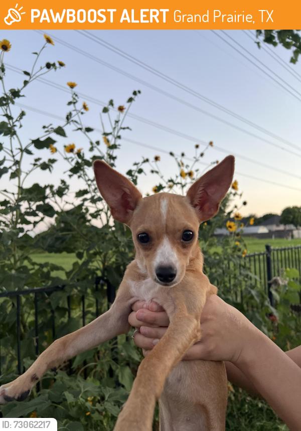 Found/Stray Male Dog last seen Near, Grand Prairie, TX 75052