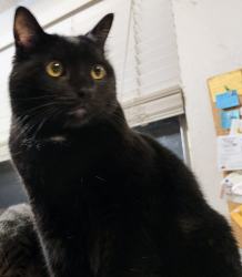 Lost Male Cat last seen Pamela Dr. and Pamela Ct., Bay Point, CA 94565