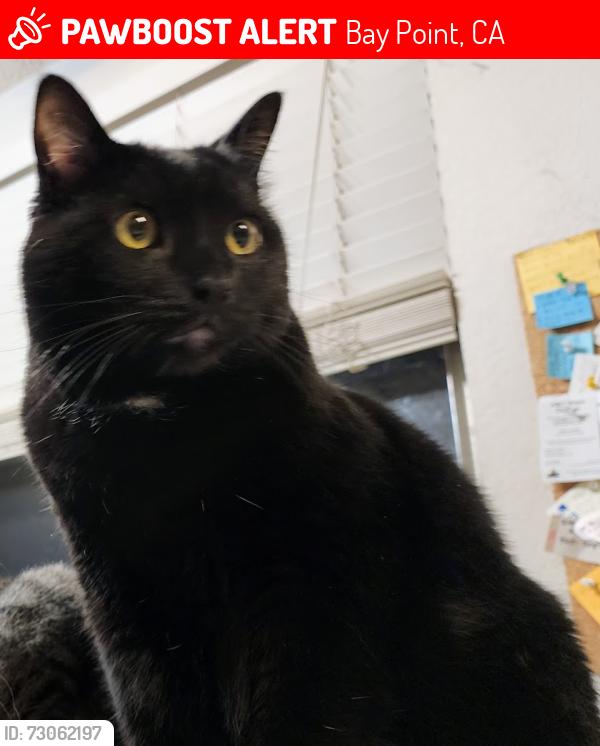 Lost Male Cat last seen Pamela Dr. and Pamela Ct., Bay Point, CA 94565