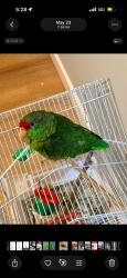 Lost Unknown Bird last seen Western y Romaine, Los Angeles, CA 90029