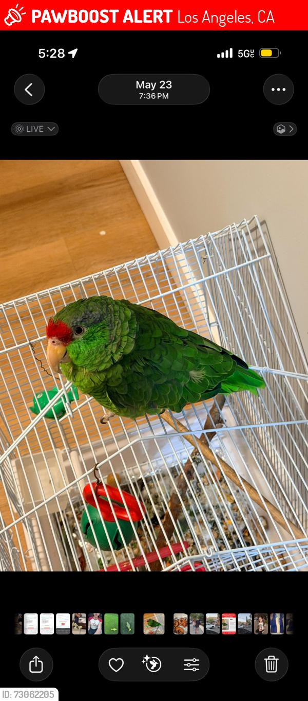 Lost Unknown Bird last seen Western y Romaine, Los Angeles, CA 90029