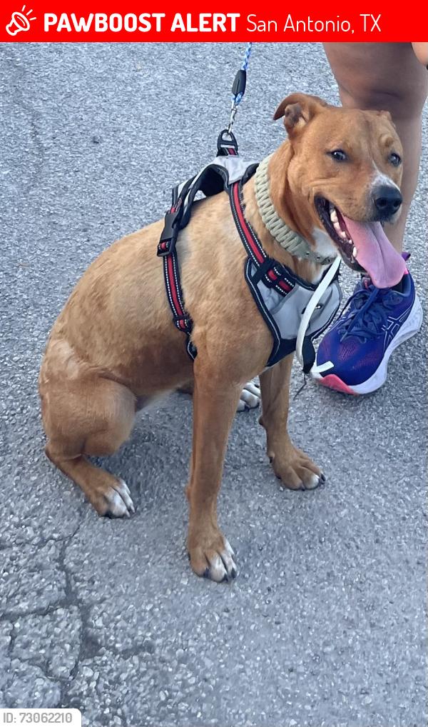 Lost Female Dog last seen Old hwy 90, San Antonio, TX 78227