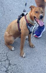 Lost Female Dog last seen Old hwy 90, San Antonio, TX 78227
