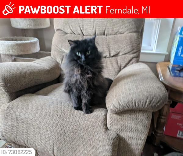 Lost Female Cat last seen Pearson and Woodward near Little Ghost, Ferndale, MI 48220