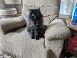 Lost Female Cat last seen Pearson and Woodward near Little Ghost, Ferndale, MI 48220