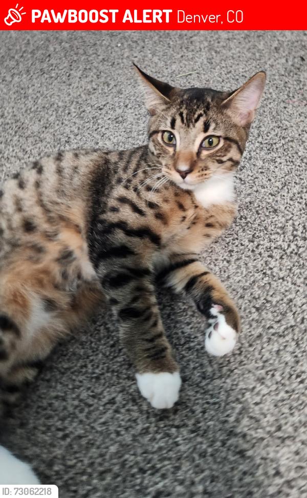 Lost Male Cat last seen Dartmouth and Hobart Way, Denver, CO 80227