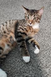 Lost Male Cat last seen Dartmouth and Hobart Way, Denver, CO 80227