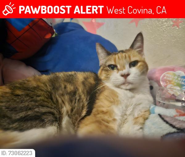 Lost Female Cat last seen Azusa Avenue, West Covina, CA 91791