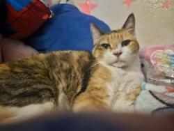 Lost Female Cat last seen Azusa Avenue, West Covina, CA 91791
