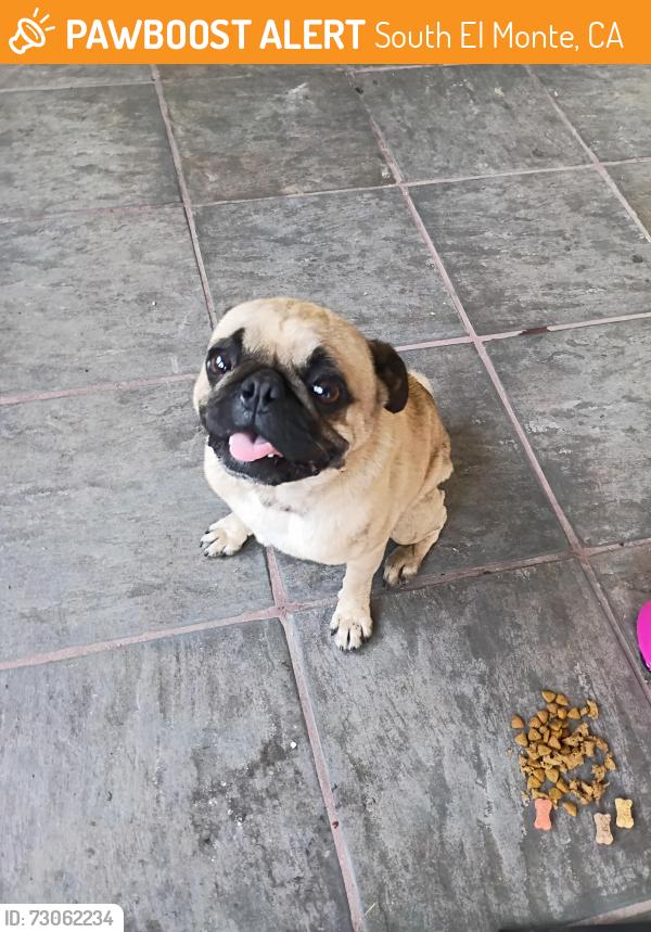 Found/Stray Male Dog last seen Strozier ave South El monte , South El Monte, CA 91733