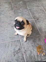 Found/Stray Male Dog last seen Strozier ave South El monte , South El Monte, CA 91733
