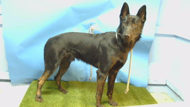 Shelter Stray Male Dog last seen , 216 W Victoria St, Gardena, CA 90248, USA