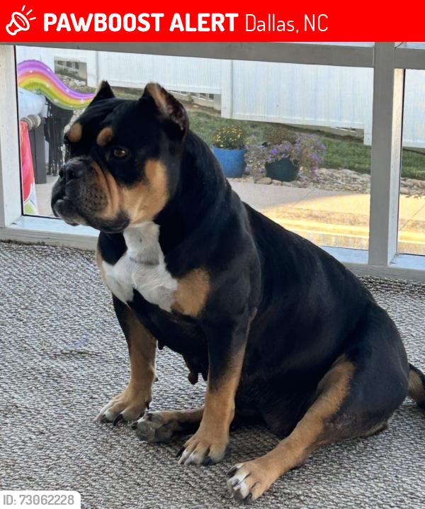 Lost Female Dog last seen Seen in the neighbors yard last; she called, Dallas, NC 28034