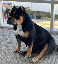 Lost Female Dog last seen Seen in the neighbors yard last; she called, Dallas, NC 28034