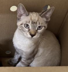 Shelter Stray Male Cat last seen CEDAR CT, 1950 Stevenson Blvd, Fremont, CA 94538, USA