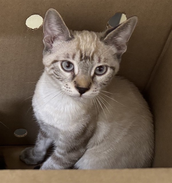 Shelter Stray Male Cat last seen CEDAR CT, 1950 Stevenson Blvd, Fremont, CA 94538, USA