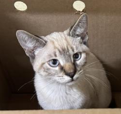 Shelter Stray Male Cat last seen CEDAR CT, 1950 Stevenson Blvd, Fremont, CA 94538, USA