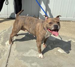 Shelter Stray Female Dog last seen Near BLOCK E. OAK STREET, 3528 Newburg Rd, Louisville, KY 40218, USA