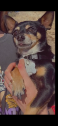 Reunited Male Dog last seen Hill St. & Atlantic, Long Beach, CA 90806