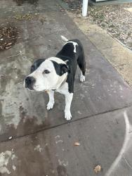 Reunited Male Dog last seen Near ArrowDr, New Port Richey, FL 34654