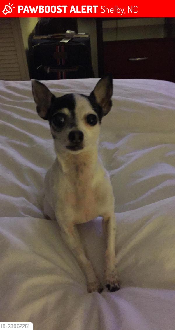 Lost Female Dog last seen Airport Dr Shelby, NC, Shelby, NC 28150