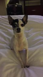 Lost Female Dog last seen Airport Dr Shelby, NC, Shelby, NC 28150