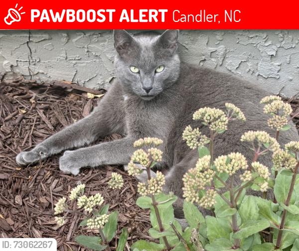 Lost Female Cat last seen Justice Ridge Road, Candler, NC 28715