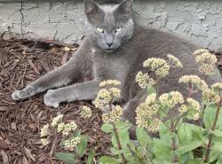 Lost Female Cat last seen Justice Ridge Road, Candler, NC 28715