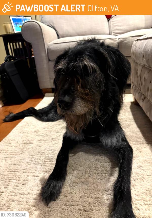 Found/Stray Female Dog last seen Chapel Road, Clifton, VA, Clifton, VA 20124