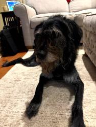 Found/Stray Female Dog last seen Chapel Road, Clifton, VA, Clifton, VA 20124
