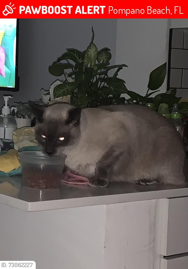 Lost Male Cat last seen Copans and US 1, Pompano Beach, FL 33060