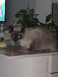 Lost Male Cat last seen Copans and US 1, Pompano Beach, FL 33060