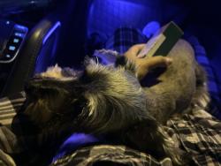 Reunited Female Dog last seen SW 232nd st and SW 128th ct, Miami, FL 33170