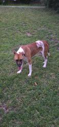 Found/Stray Male Dog last seen Near Edgewater Mall, Biloxi, MS 39531