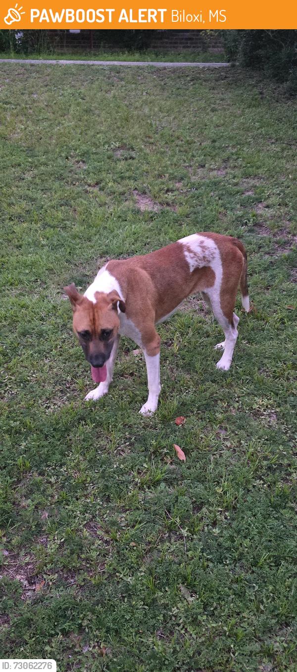Found/Stray Male Dog last seen Near Edgewater Mall, Biloxi, MS 39531