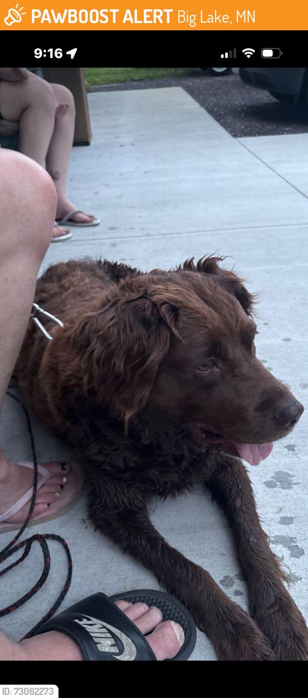 Found/Stray Female Dog last seen Big lake baseball fields, Big Lake, MN 55309