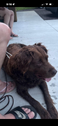 Found/Stray Female Dog last seen Big lake baseball fields, Big Lake, MN 55309