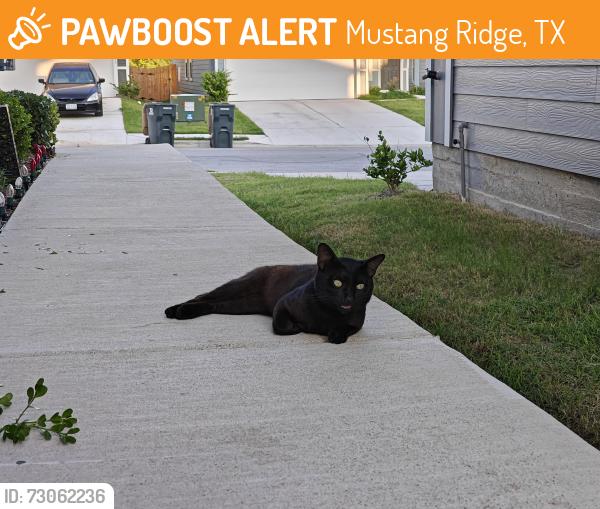 Found/Stray Male Cat last seen Laws Rd, Mustang Ridge, TX 78610