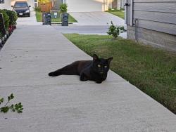 Found/Stray Male Cat last seen Laws Rd, Mustang Ridge, TX 78610