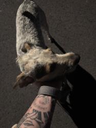 Found/Stray Female Dog last seen Oak view dr NE, Rome, GA 30165