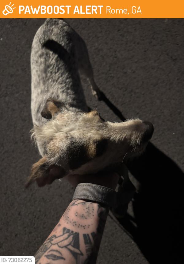 Found/Stray Female Dog last seen Oak view dr NE, Rome, GA 30165