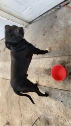 Lost Male Dog last seen 98th st, Albuquerque, NM 87105