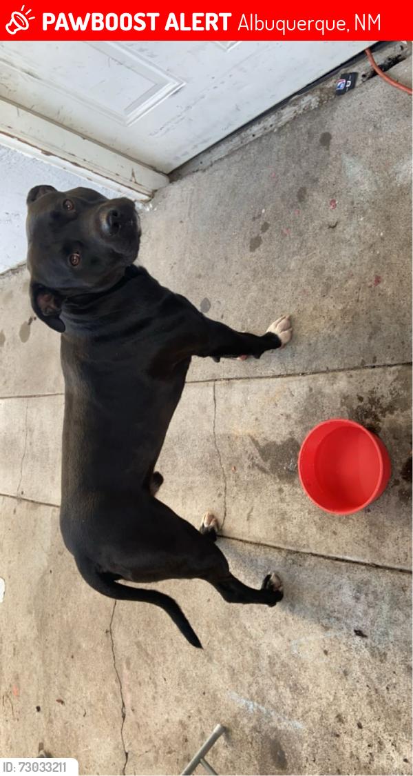 Lost Male Dog last seen 98th st, Albuquerque, NM 87105
