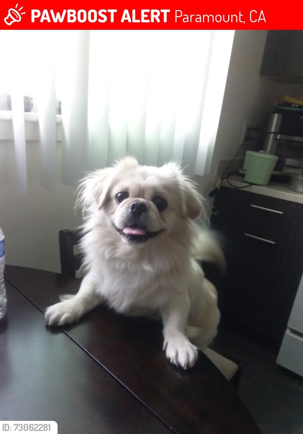 Lost Male Dog last seen foster & bellflower, Paramount, CA 90805